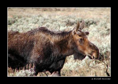 10-04moistmoose.jpg