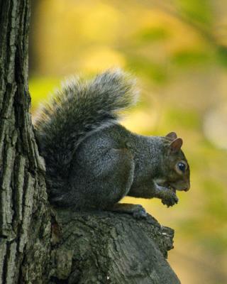 squirrel_DSC_8571_web.jpg