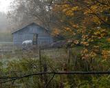 horse_DSC_8764_w.jpg