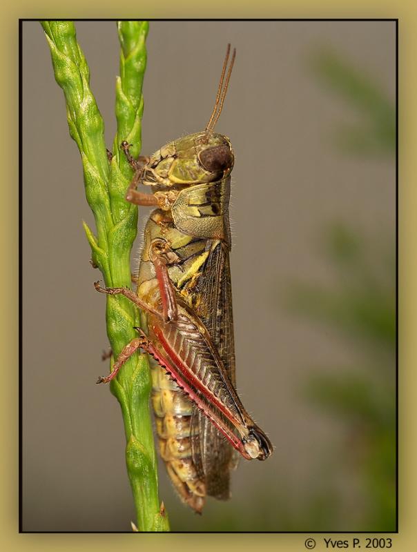 Grasshopper vertige ...