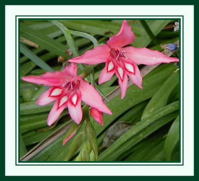 Gladiolus sp. pink