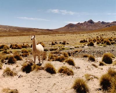 solitary-llama.jpg