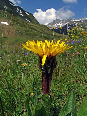 Arnika / Arnica montana