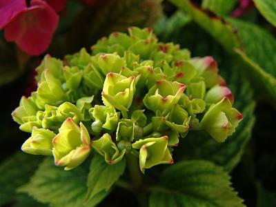 Hortensia beginnt zu blhen