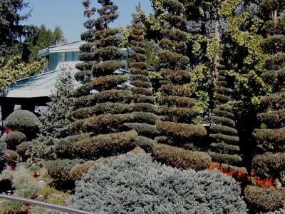 Spiraled Conifers.jpg