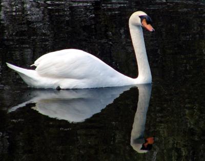 Swan Reflection 03.jpg