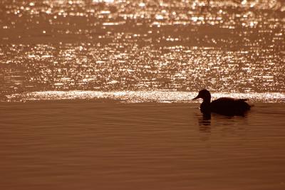CRW_6886.jpg