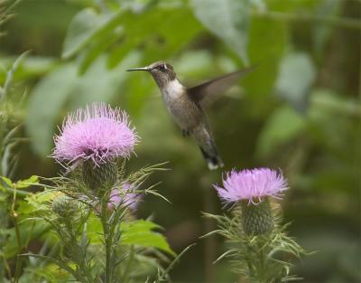 hummer_thistle.jpg