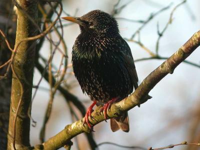 Starling - Str - Sturnus vulgaris
