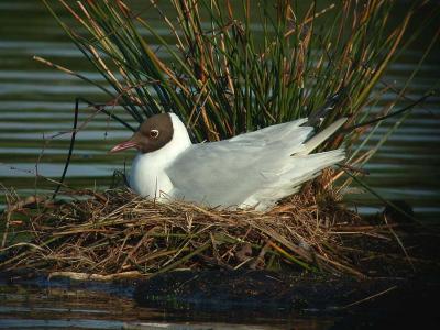 Black-headed Gull - Hættemåge - Larus ridibundus