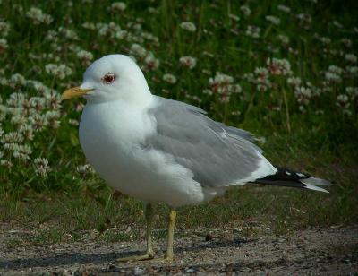 Common Gull - Stormmåge - Larus canus