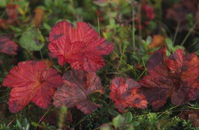 Autumn in Sweden 15.jpg