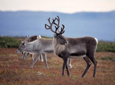 Reindeer - Rensdyr - Rangifer tarandus