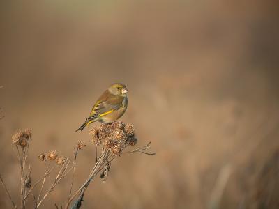 European Greenfinch - Grnirisk - Carduelis chloris