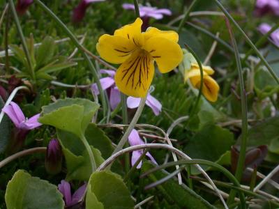 Yellow Wood Violet - Fjeldviol - Viola biflora