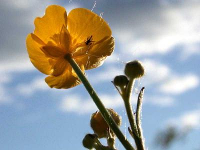Meadow Buttercup - Bidende Ranunkel  - Ranunculus acris