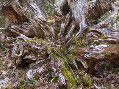 Old tree root  - Gammel trærod