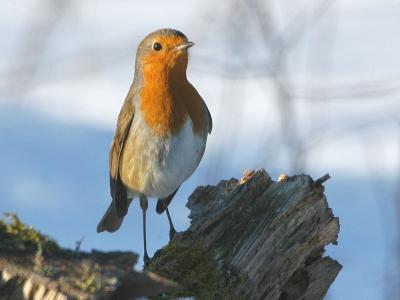 Robbin - Rdhals - Erithacus rubecula