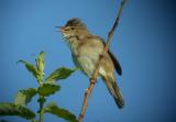 Marsh Wabler - Krsanger - Acrocephalus palustris