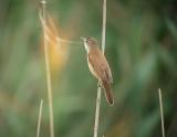 Great Reed  Wabler -  Acrocephalus - arundinaceus - Drosselrørsanger