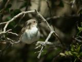 Spotted Flycatcher - Muscicapa striata - Grå Fluesnapper