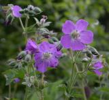 Wood Cranesbill - Skovstorkenb - Geranium sylvaticum