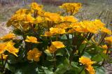 Marigold - Engkabbeleje - Caltha palustris