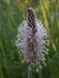 Hoary Plantain - Dunet Vejbred - Plantago media