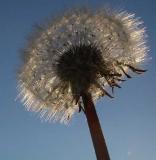 March Dandelion - Mlkebtte - Taraxacum palustre