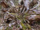 Old tree root  - Gammel trrod