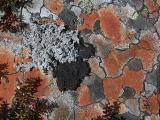 Lichen - Laver