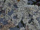 Lichen - Laver