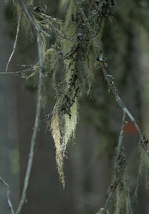 Lichen - Skglav