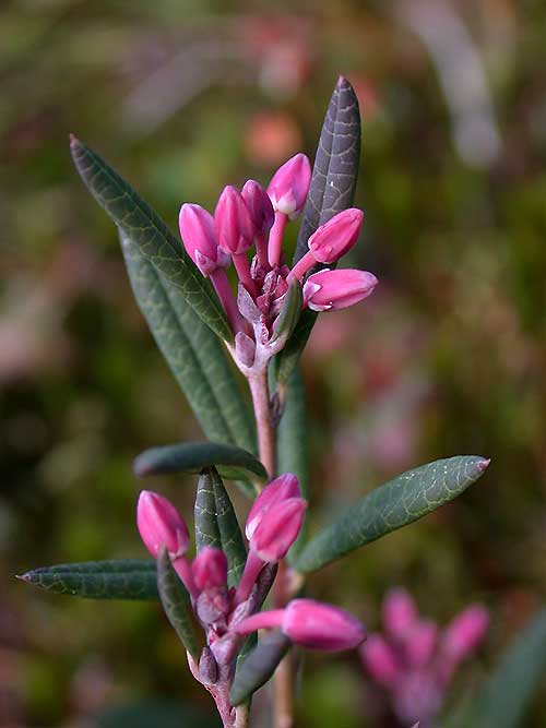 Marsh Andromeda - Rosmarinlyng - Andromeda polyfolia