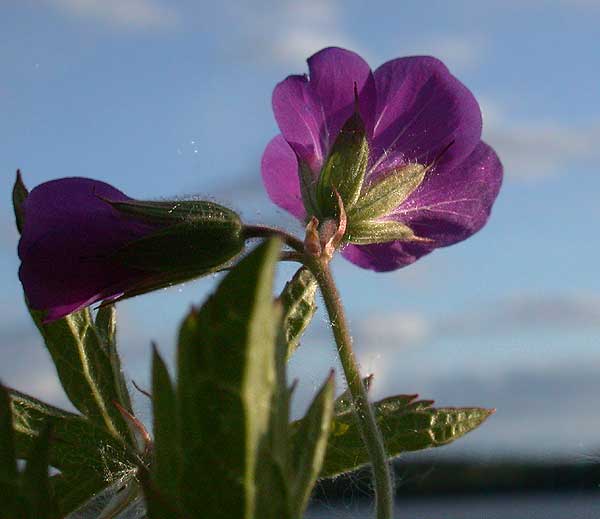 Wood Cranesbill - Skovstorkenb - Geranium sylvaticum