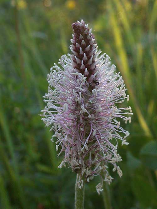 Hoary Plantain - Dunet Vejbred - Plantago media