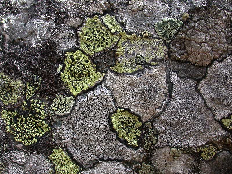 Lichen - Laver