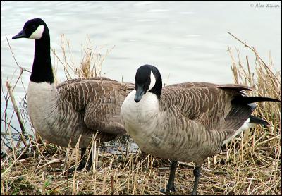 Canada Geese