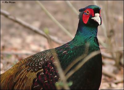 Pheasant Cock