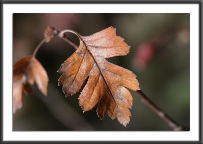 Hawthorne Leaf