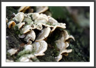 Woodland Fungi