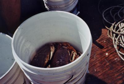 August Seafood Meet