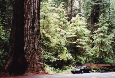 Avenue of the Giants (CA Redwoods)