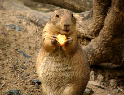 u35/anayv/medium/31855649.eSayCheeseprairiedogFZ10psP3849.jpg