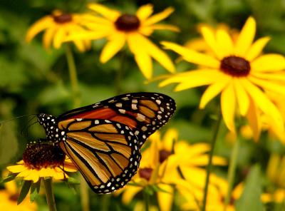 u35/anayv/medium/31855669.eButterflyG4FZ10psP3512.jpg