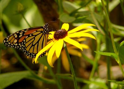 u35/anayv/medium/31855678.eButterfly2FZ10psP3602.jpg