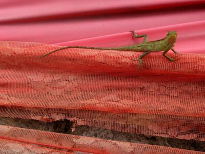 lacey lizard. Ko Pha Ngan