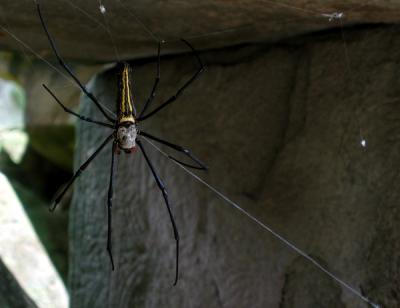 Ta Phrom big spider