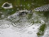 croc in the rain. Bangkok