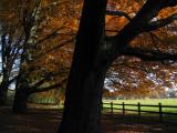 Enschede trees.